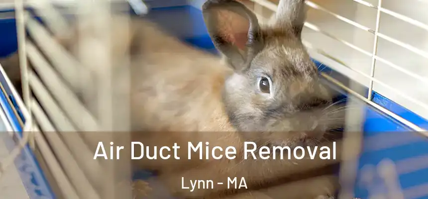 Air Duct Mice Removal Lynn - MA